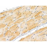 Validation Data - Anti-MYPT1 (phospho Ser668) + MYPT2 (phospho Ser618) Antibody (A259307)