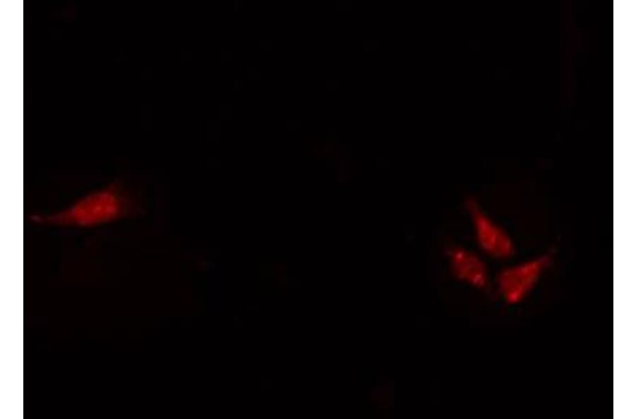 Validation Data - Anti-NHLH1 + NHLH2 Antibody (A259485)