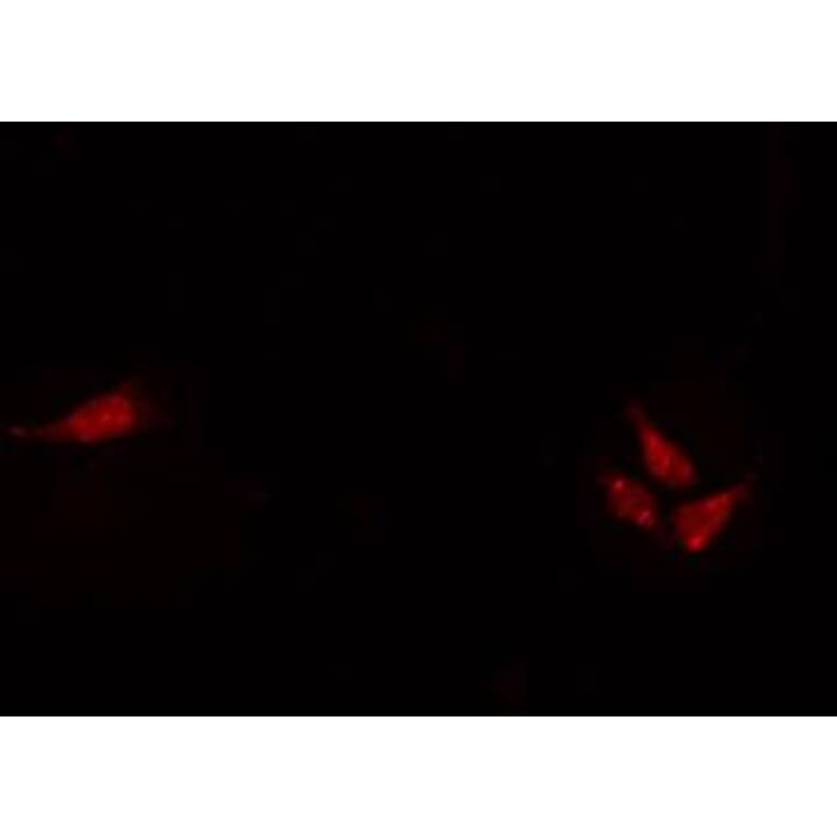 Validation Data - Anti-NHLH1 + NHLH2 Antibody (A259485)