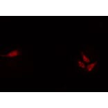 Validation Data - Anti-NHLH1 + NHLH2 Antibody (A259485)