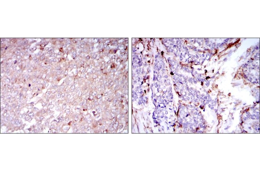 Validation Data - Anti-CD133 Antibody [AFB1910] (A259972)