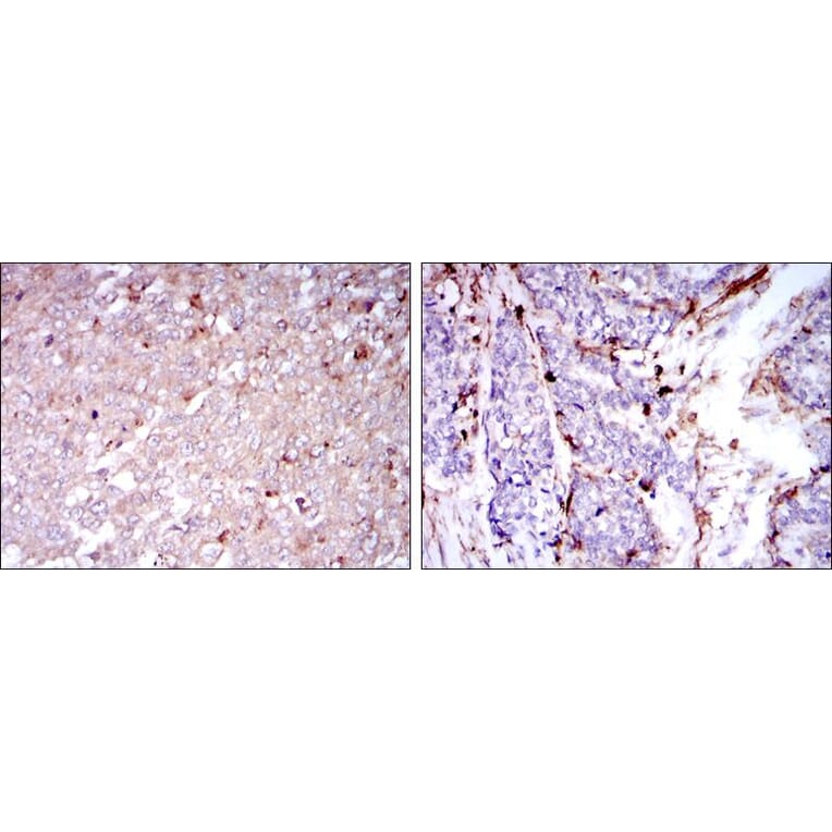 Validation Data - Anti-CD133 Antibody [AFB1910] (A259972)