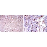 Validation Data - Anti-CD133 Antibody [AFB1910] (A259972)