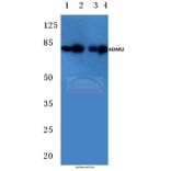 Anti-ADAR2 (R510) Antibody from Bioworld Technology (BS2026) - Antibodies.com