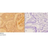 Anti-ADAR2 (R510) Antibody from Bioworld Technology (BS2026) - Antibodies.com