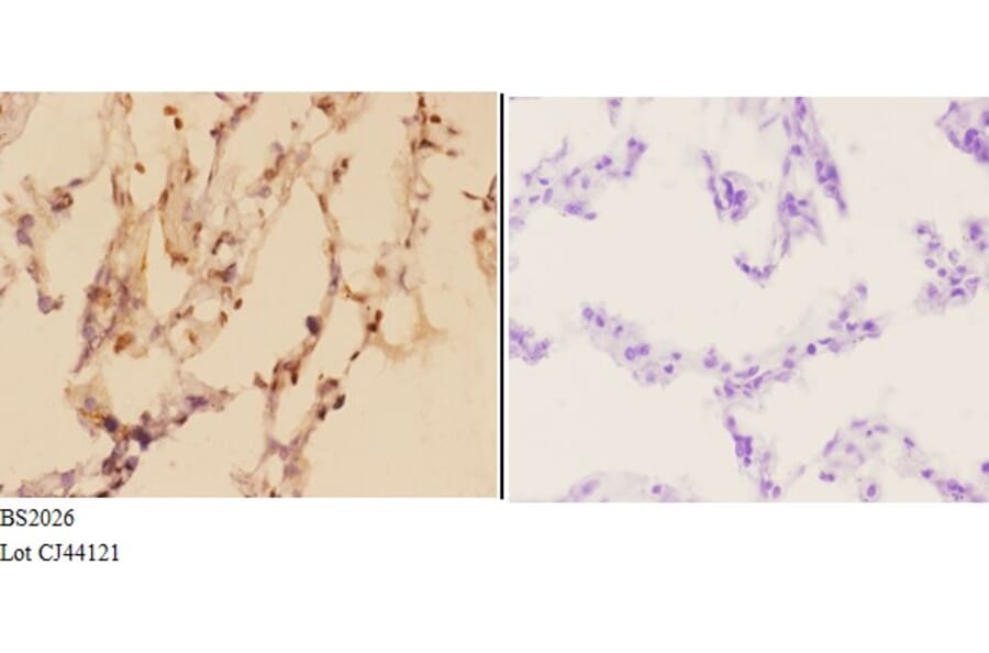 Anti-ADAR2 (R510) Antibody from Bioworld Technology (BS2026) - Antibodies.com