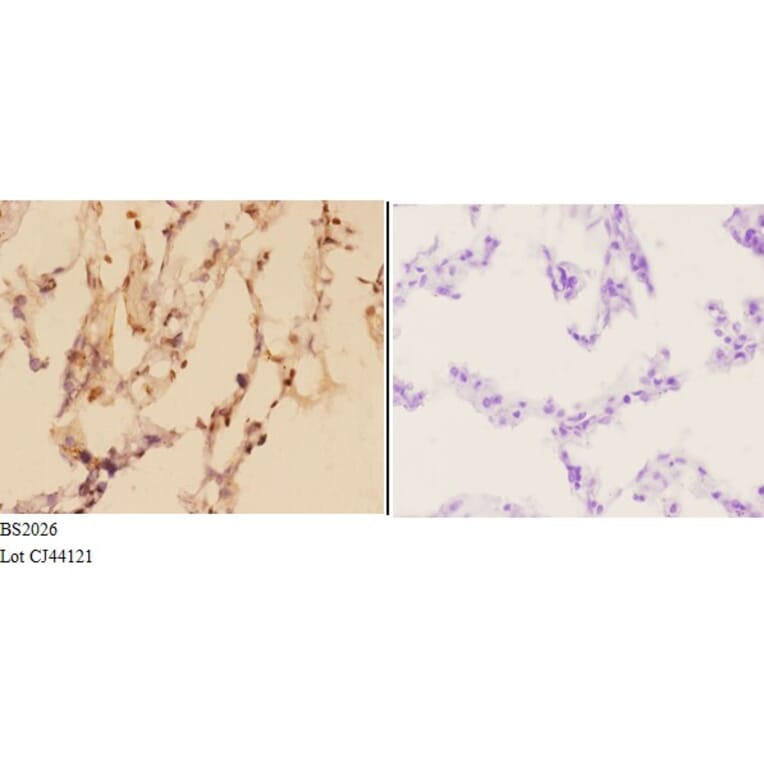 Anti-ADAR2 (R510) Antibody from Bioworld Technology (BS2026) - Antibodies.com