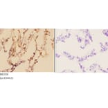 Anti-ADAR2 (R510) Antibody from Bioworld Technology (BS2026) - Antibodies.com