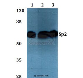 Anti-Sp2 (D512) Antibody from Bioworld Technology (BS2029) - Antibodies.com