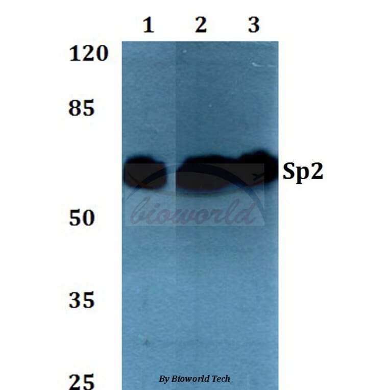 Anti-Sp2 (D512) Antibody from Bioworld Technology (BS2029) - Antibodies.com