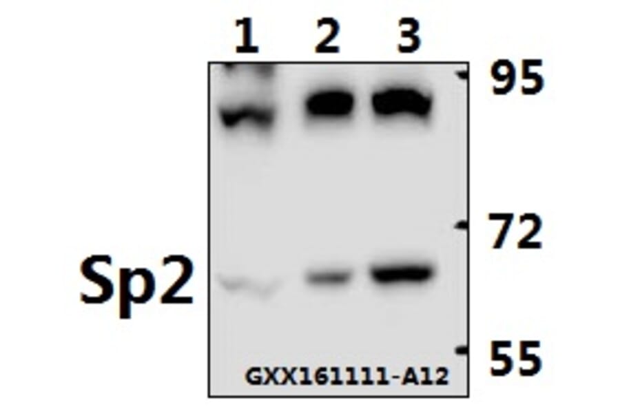 Anti-Sp2 (D512) Antibody from Bioworld Technology (BS2029) - Antibodies.com