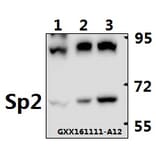 Anti-Sp2 (D512) Antibody from Bioworld Technology (BS2029) - Antibodies.com