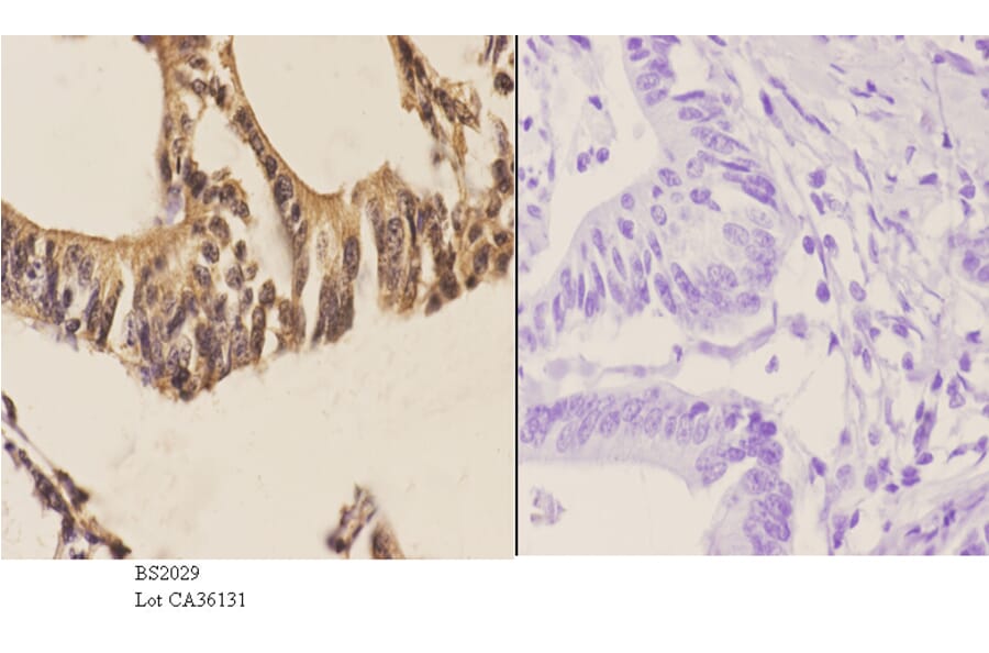 Anti-Sp2 (D512) Antibody from Bioworld Technology (BS2029) - Antibodies.com
