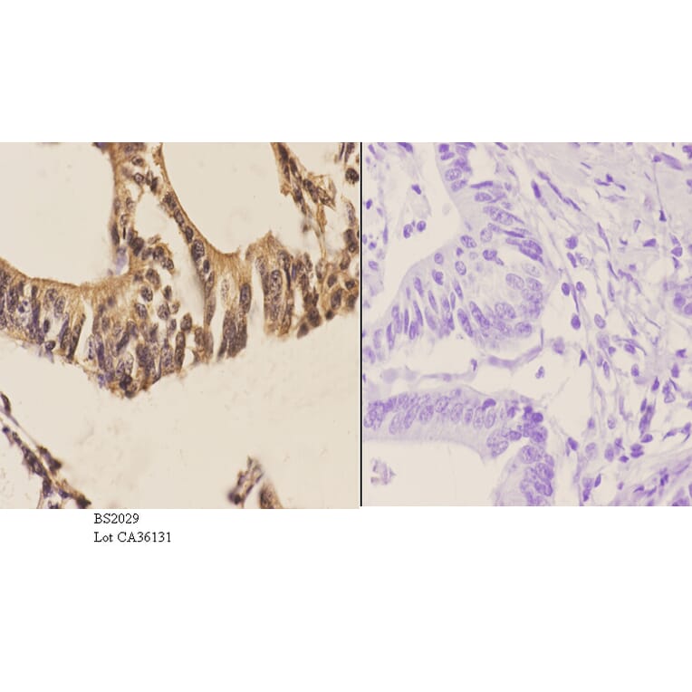 Anti-Sp2 (D512) Antibody from Bioworld Technology (BS2029) - Antibodies.com