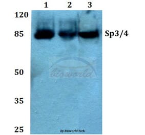 Anti-Sp3/4 (G659) Antibody from Bioworld Technology (BS2030) - Antibodies.com