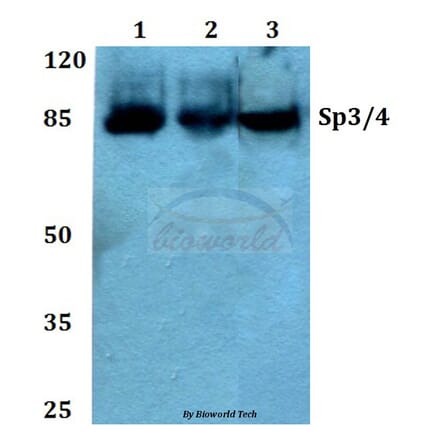 Anti-Sp3/4 (G659) Antibody from Bioworld Technology (BS2030) - Antibodies.com