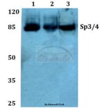 Anti-Sp3/4 (G659) Antibody from Bioworld Technology (BS2030) - Antibodies.com
