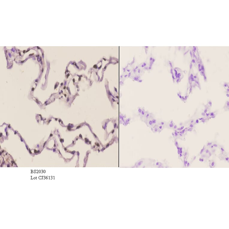 Anti-Sp3/4 (G659) Antibody from Bioworld Technology (BS2030) - Antibodies.com