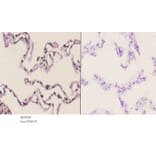 Anti-Sp3/4 (G659) Antibody from Bioworld Technology (BS2030) - Antibodies.com