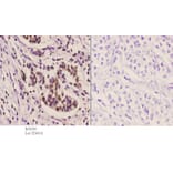 Anti-Sp3/4 (G659) Antibody from Bioworld Technology (BS2030) - Antibodies.com