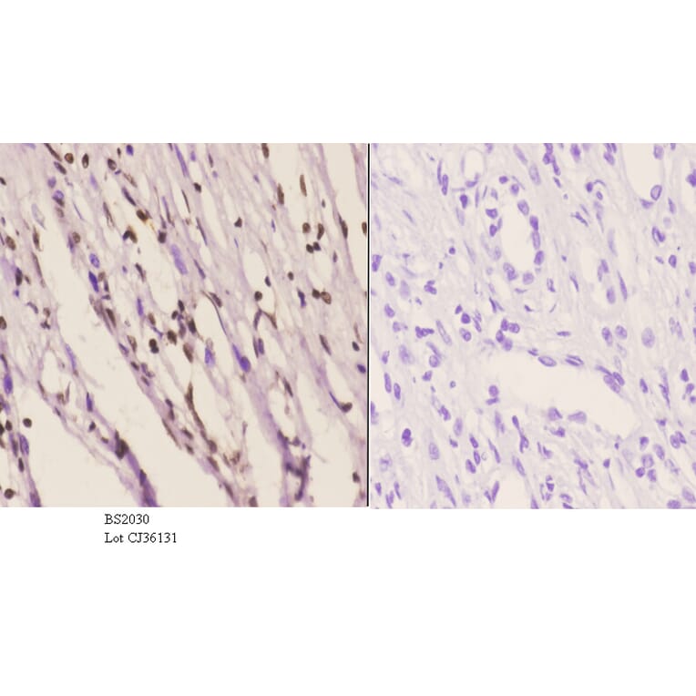 Anti-Sp3/4 (G659) Antibody from Bioworld Technology (BS2030) - Antibodies.com