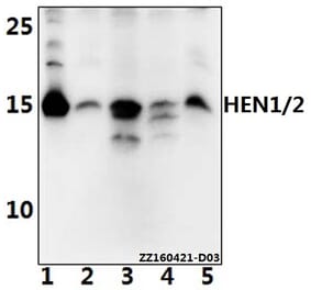 Anti-HEN1/2 (A79) Antibody from Bioworld Technology (BS2031) - Antibodies.com