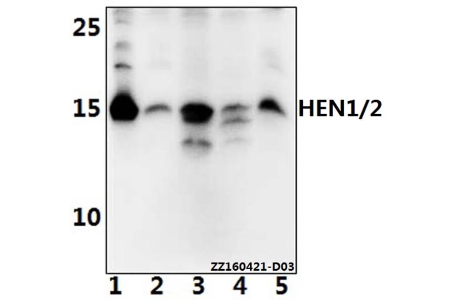 Anti-HEN1/2 (A79) Antibody from Bioworld Technology (BS2031) - Antibodies.com