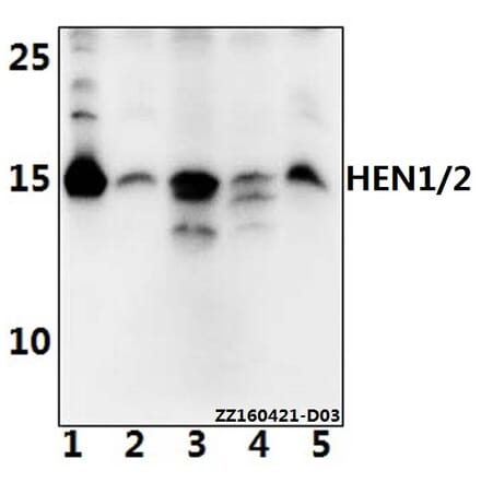 Anti-HEN1/2 (A79) Antibody from Bioworld Technology (BS2031) - Antibodies.com