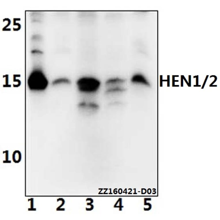 Anti-HEN1/2 (A79) Antibody from Bioworld Technology (BS2031) - Antibodies.com