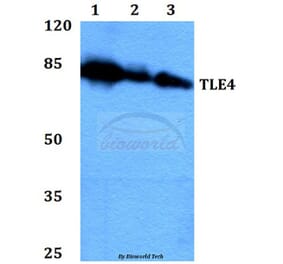 Anti-TLE4 (H190) Antibody from Bioworld Technology (BS2035) - Antibodies.com