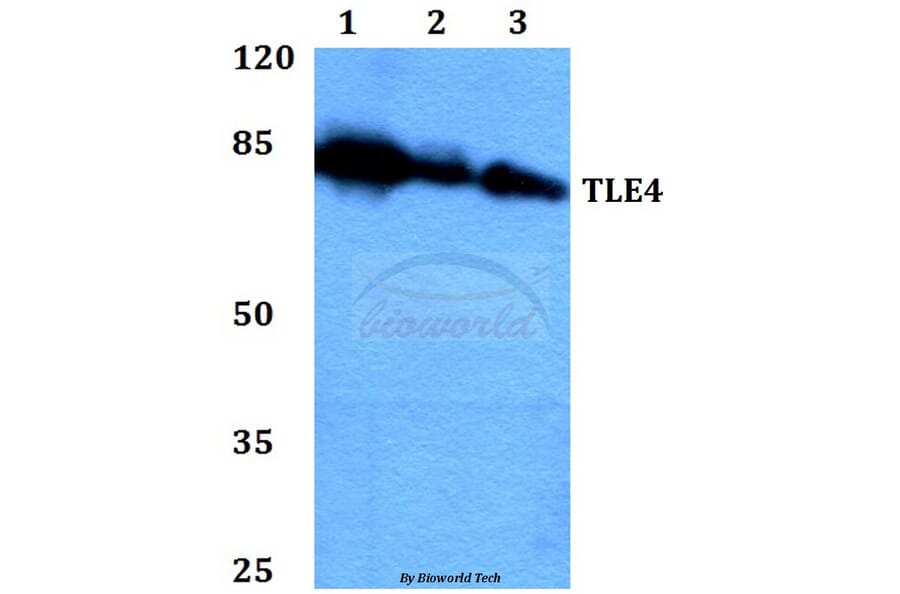 Anti-TLE4 (H190) Antibody from Bioworld Technology (BS2035) - Antibodies.com