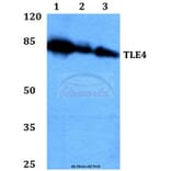 Anti-TLE4 (H190) Antibody from Bioworld Technology (BS2035) - Antibodies.com