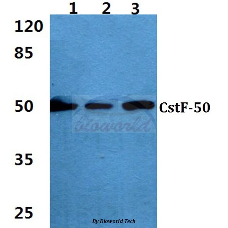 Anti-CstF-50 (R3) Antibody from Bioworld Technology (BS2036) - Antibodies.com