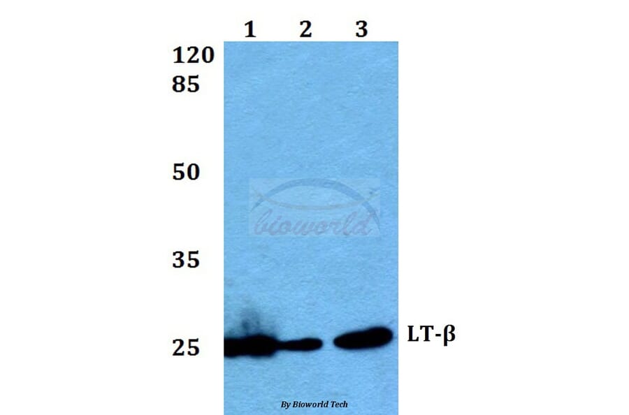 Anti-LT-β (V211) Antibody from Bioworld Technology (BS2038) - Antibodies.com