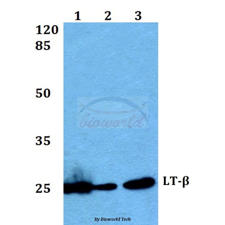 Anti-LT-β (V211) Antibody from Bioworld Technology (BS2038) - Antibodies.com