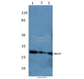 Anti-CD137 (K107) Antibody from Bioworld Technology (BS2039) - Antibodies.com