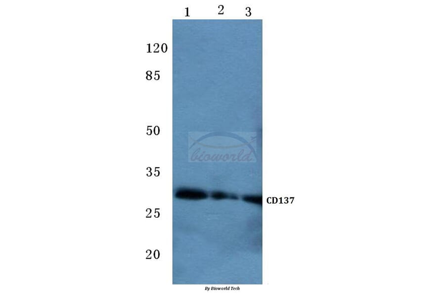 Anti-CD137 (K107) Antibody from Bioworld Technology (BS2039) - Antibodies.com