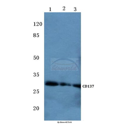 Anti-CD137 (K107) Antibody from Bioworld Technology (BS2039) - Antibodies.com