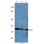 Anti-CD137 (K107) Antibody from Bioworld Technology (BS2039) - Antibodies.com