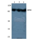 Anti-CBP80 (R5) Antibody from Bioworld Technology (BS2040) - Antibodies.com