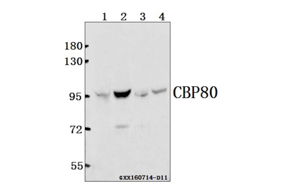 Anti-CBP80 (R5) Antibody from Bioworld Technology (BS2040) - Antibodies.com
