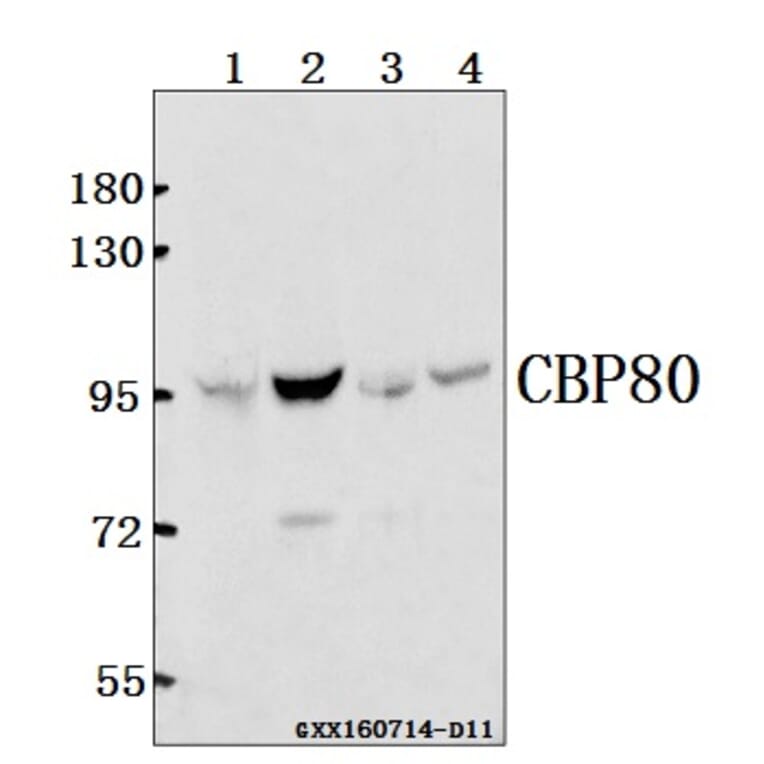 Anti-CBP80 (R5) Antibody from Bioworld Technology (BS2040) - Antibodies.com