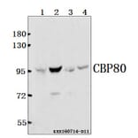 Anti-CBP80 (R5) Antibody from Bioworld Technology (BS2040) - Antibodies.com