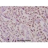 Anti-CBP80 (R5) Antibody from Bioworld Technology (BS2040) - Antibodies.com