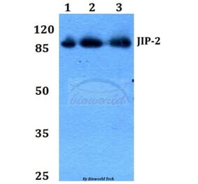 Anti-JIP-2 (N601) Antibody from Bioworld Technology (BS2046) - Antibodies.com