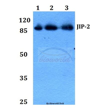 Anti-JIP-2 (N601) Antibody from Bioworld Technology (BS2046) - Antibodies.com