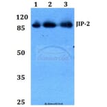 Anti-JIP-2 (N601) Antibody from Bioworld Technology (BS2046) - Antibodies.com