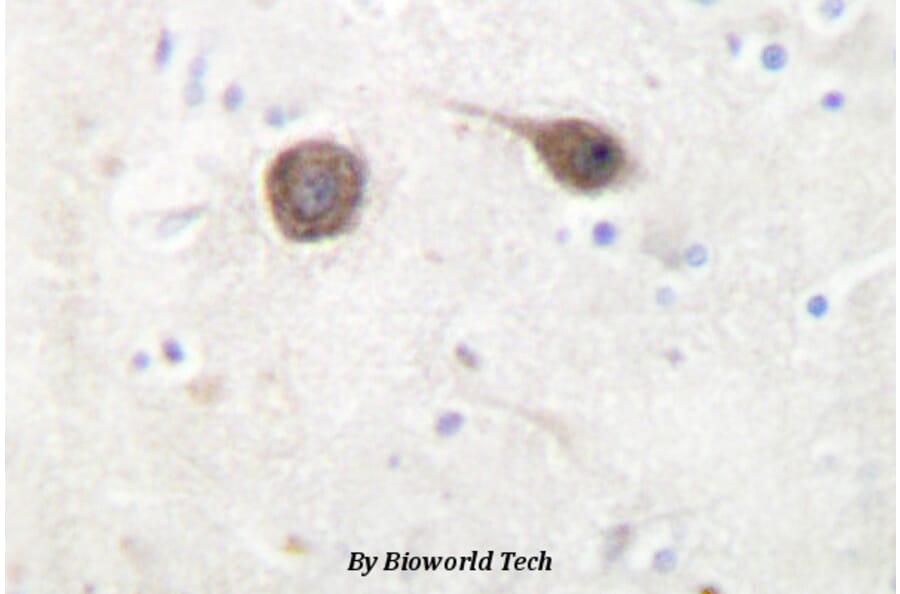 Anti-JIP-2 (N601) Antibody from Bioworld Technology (BS2046) - Antibodies.com