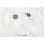 Anti-JIP-2 (N601) Antibody from Bioworld Technology (BS2046) - Antibodies.com