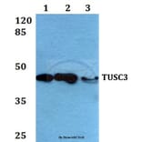 Anti-TUSC3 (H153) Antibody from Bioworld Technology (BS2048) - Antibodies.com